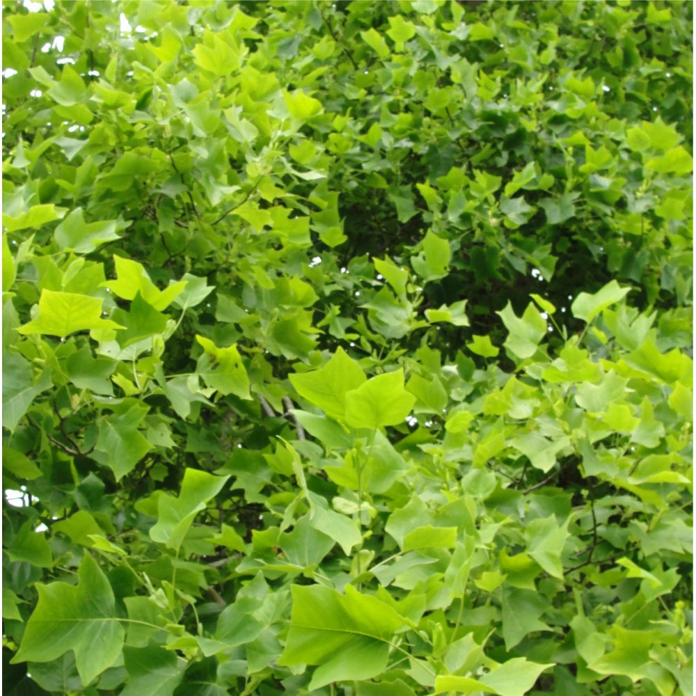 Liriodendron tulipifera Tree - Image 2