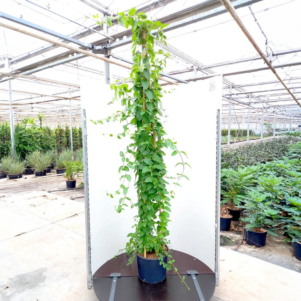 Lonicera japonica 'Hall's Prolific' Climber