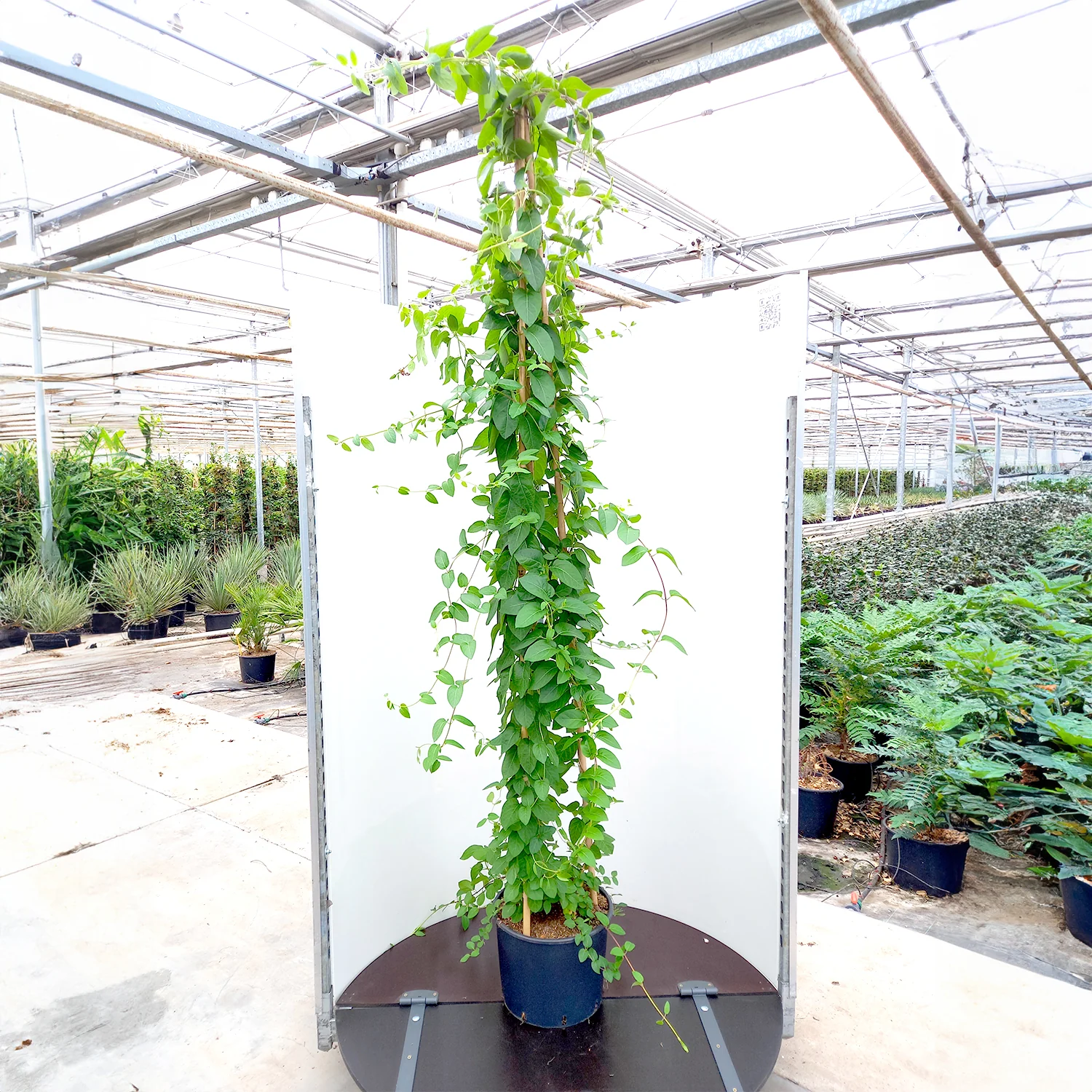 Lonicera japonica 'Hall's Prolific' Climber - Image 2