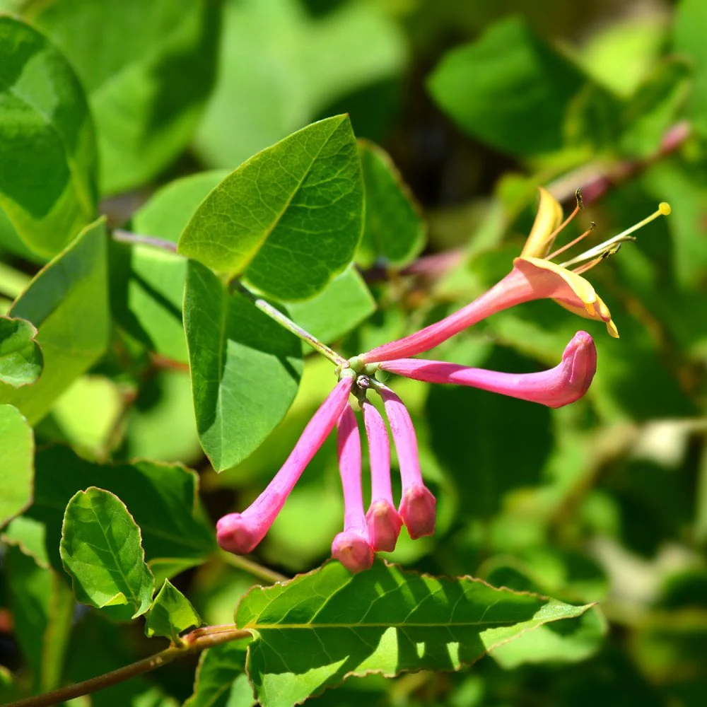 Lonicera x heckrottii 'American Beauty' Climber