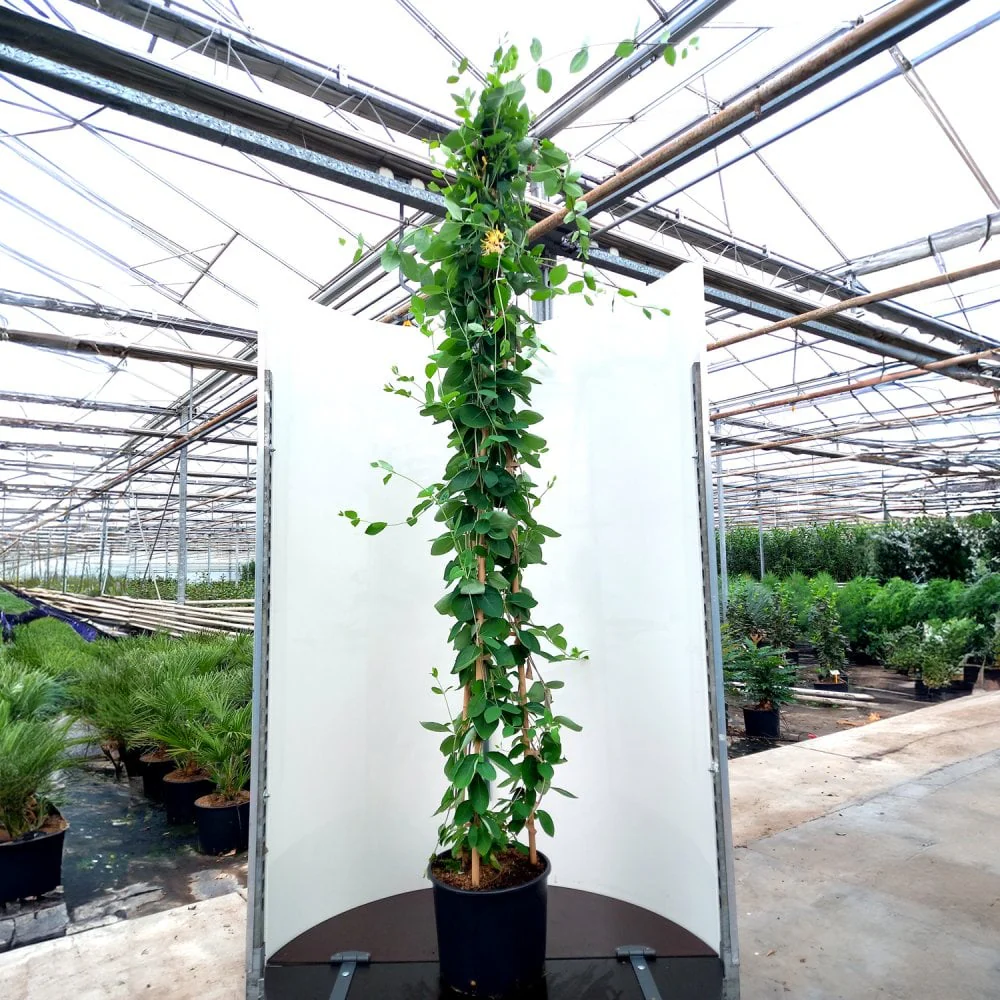 Lonicera x heckrottii 'American Beauty' Climber - Image 2