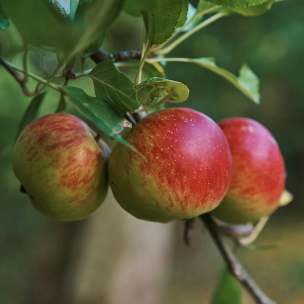 Lord Lambourne Apple Tree - Image 2