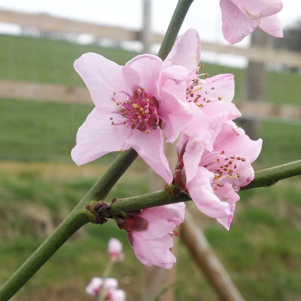 Lord Napier Nectarine Tree - Image 2