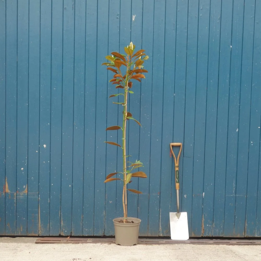 Magnolia grandiflora Tree - Image 6