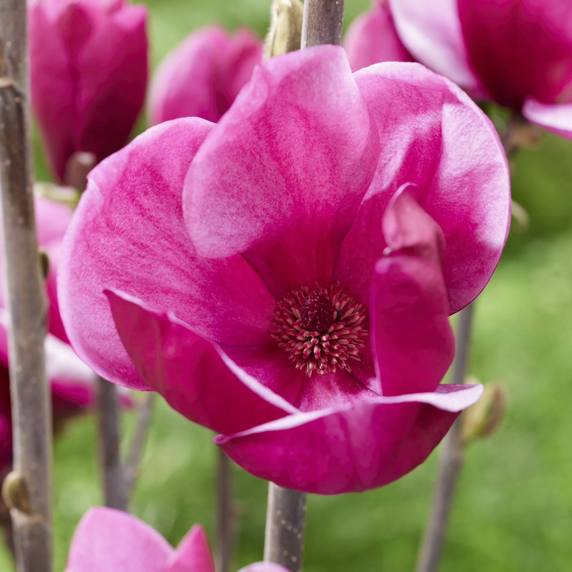 Magnolia Romuald® Tree