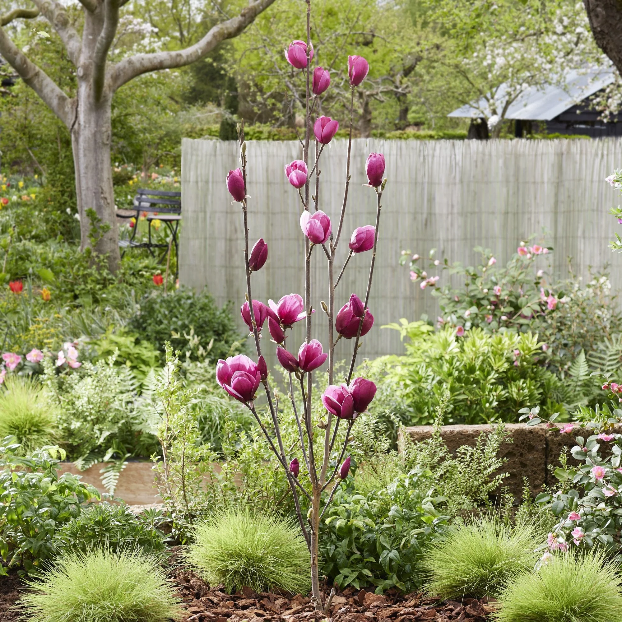 Magnolia Romuald® Tree - Image 2