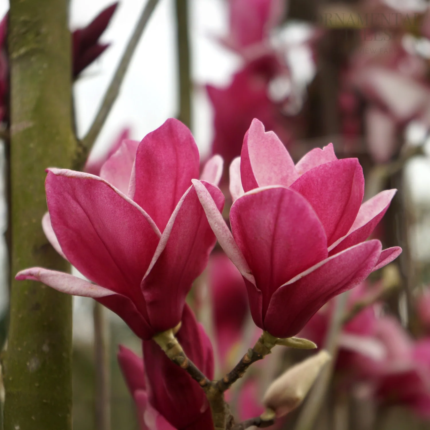 Magnolia 'Star Burst' ®