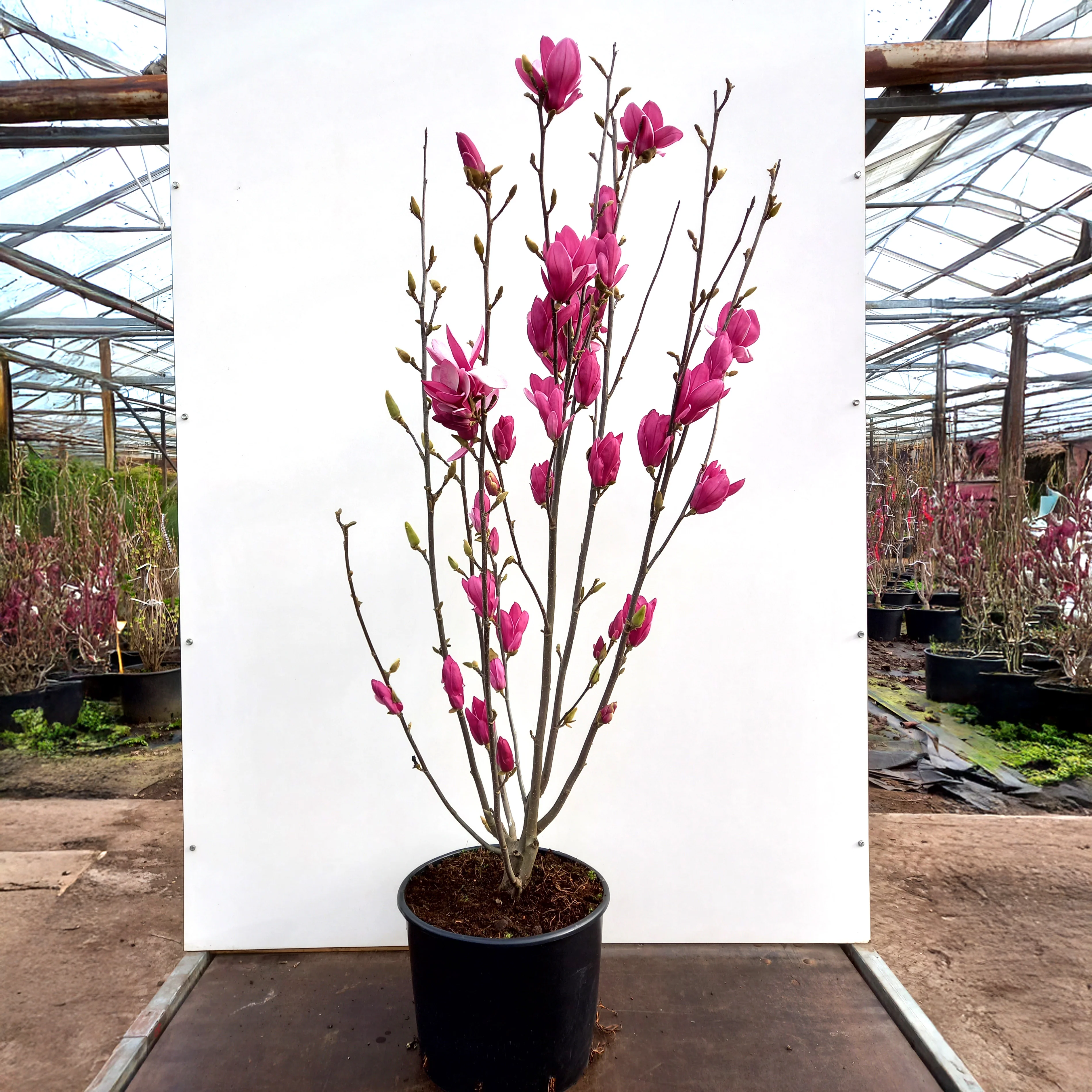 Magnolia 'Star Burst' ® - Image 2