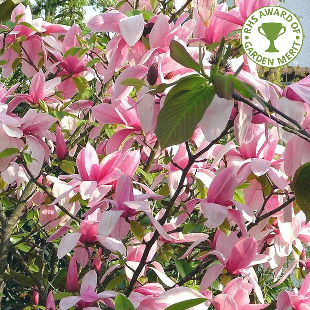 Magnolia 'Star Wars' Tree