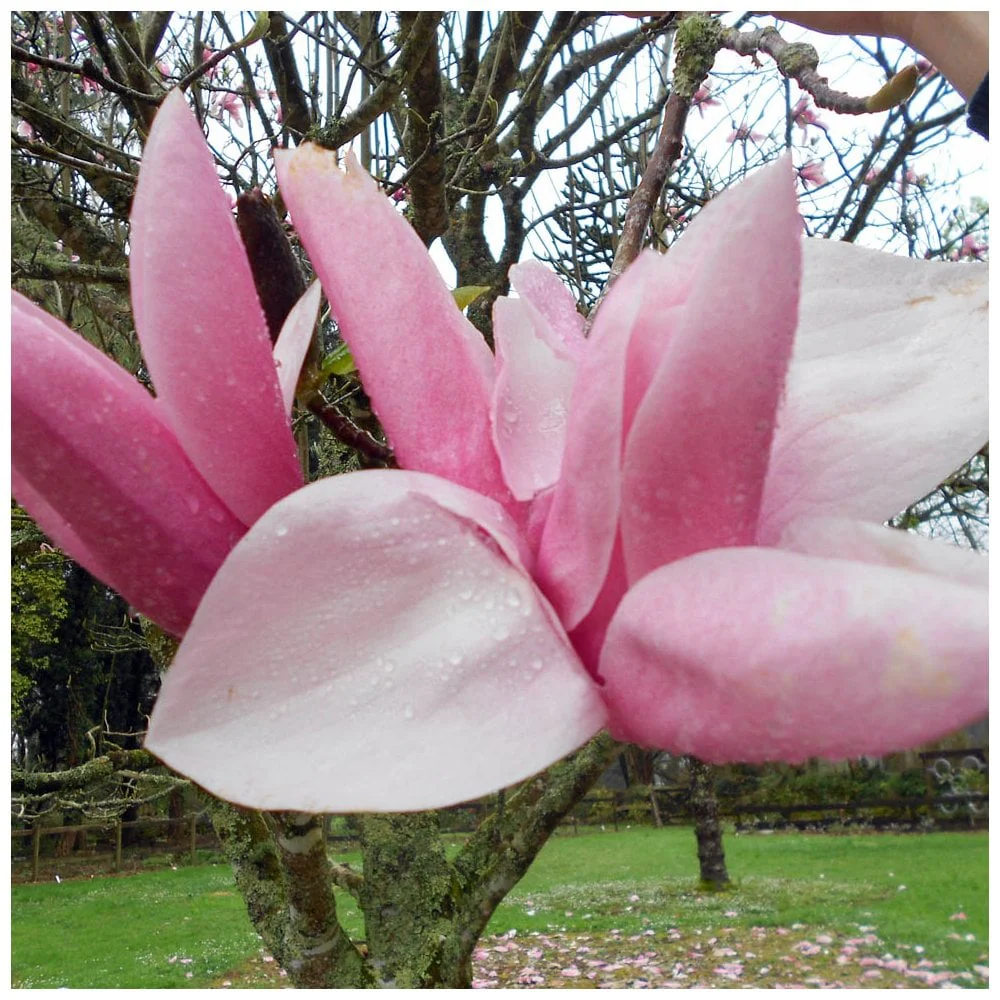 Magnolia 'Star Wars' Tree - Image 2