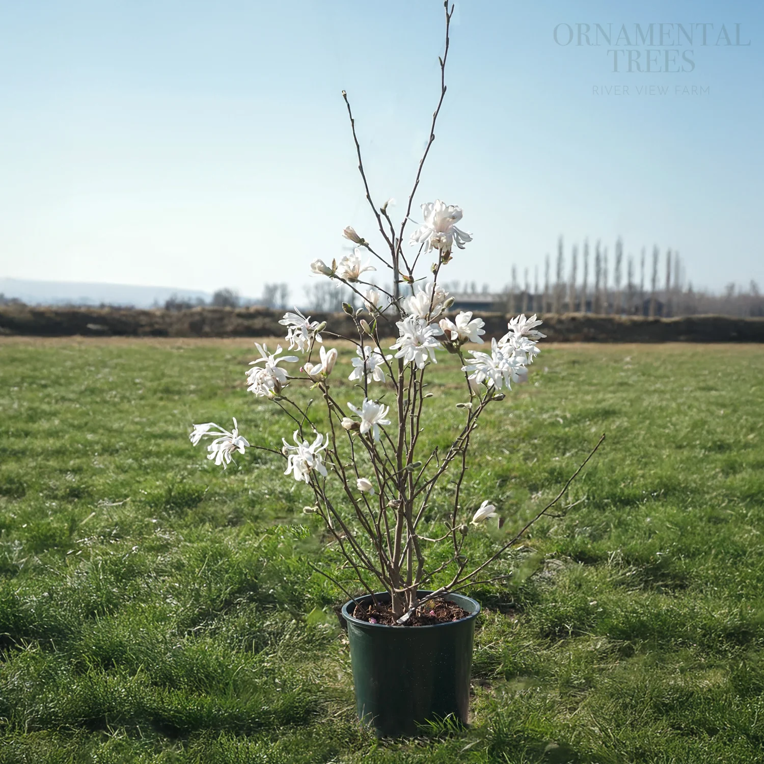 Magnolia stellata Royal Star - Image 3