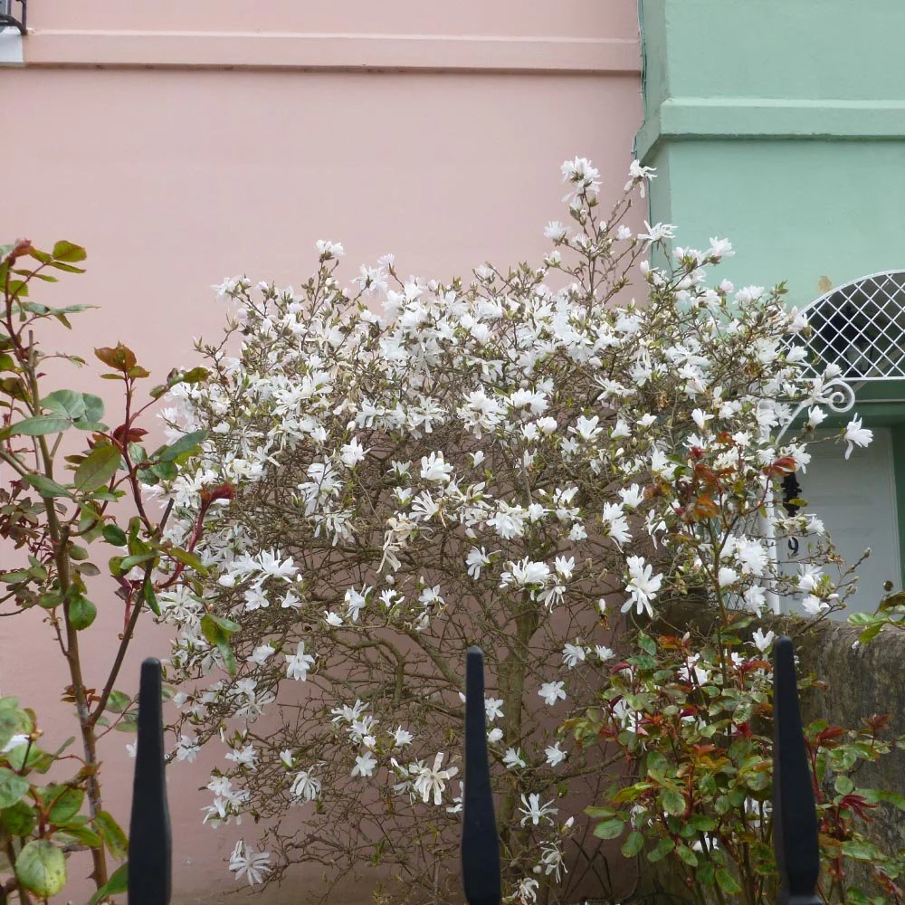 Magnolia stellata Tree - Image 4