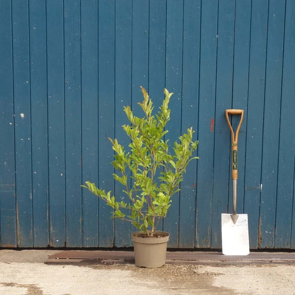 Magnolia stellata Tree - Image 5