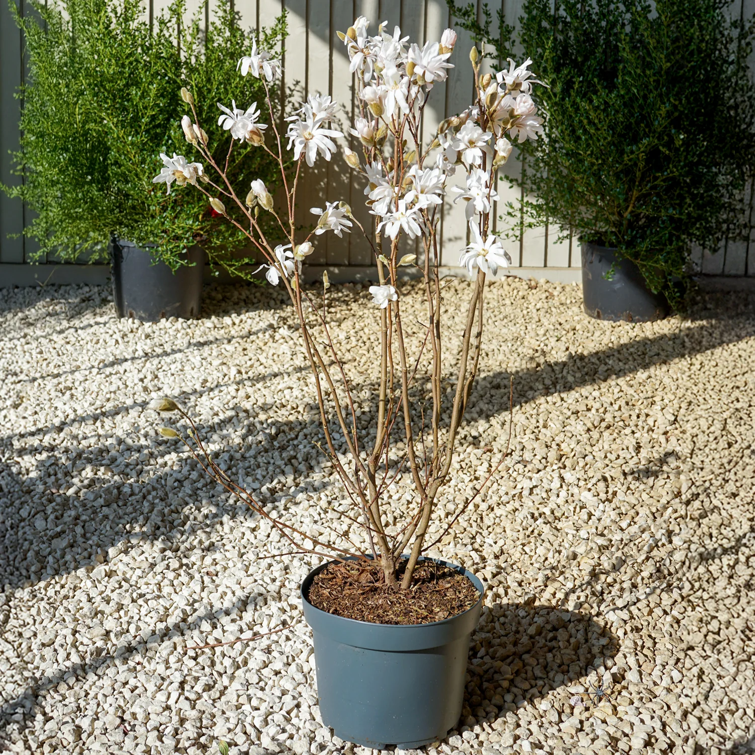 Magnolia stellata Tree - Image 6