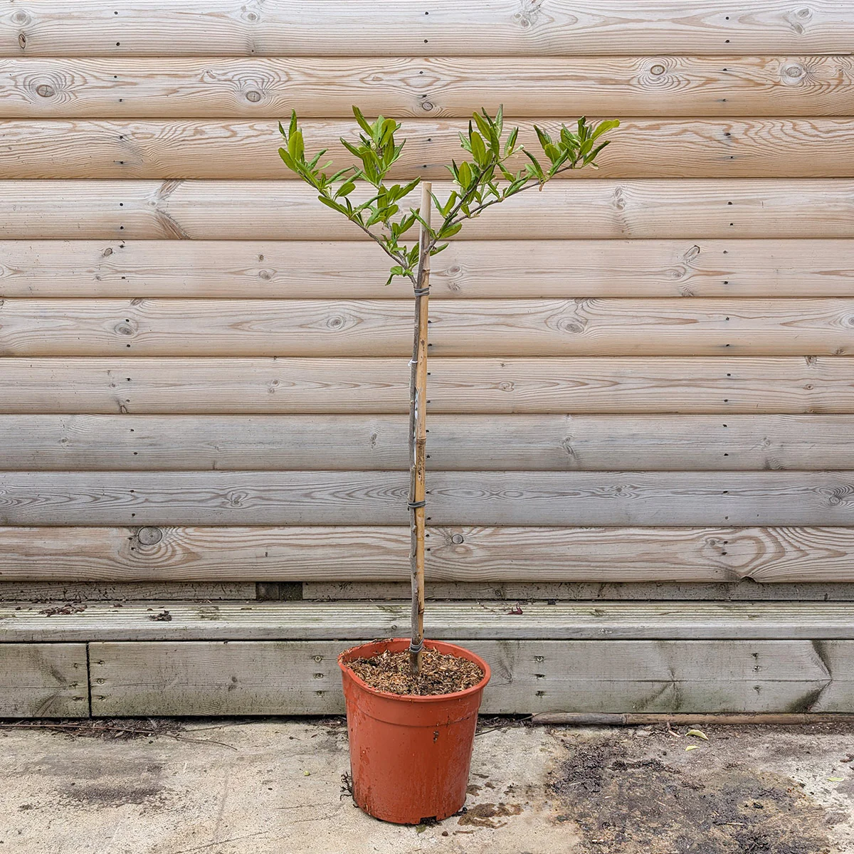 Magnolia stellata Tree - Image 7