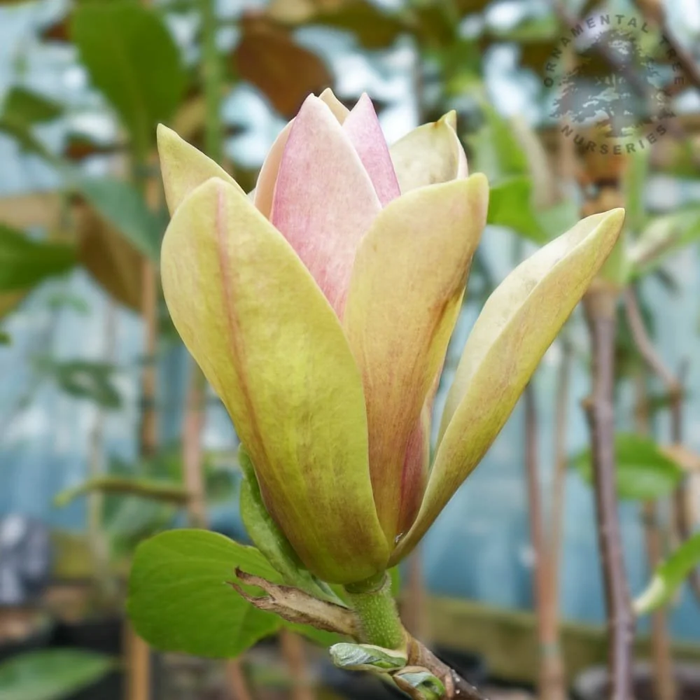 Magnolia 'Sunsation' Tree