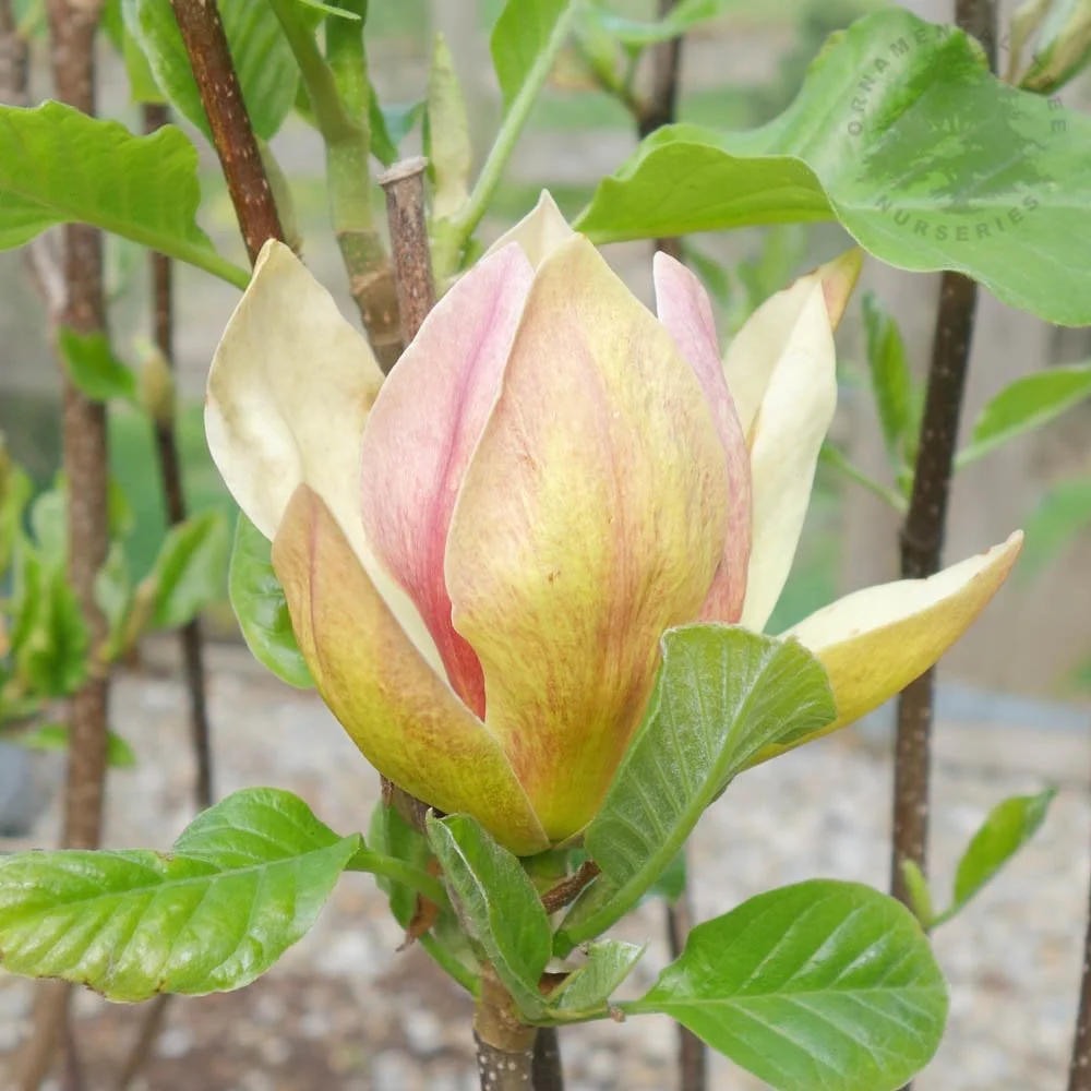Magnolia 'Sunsation' Tree - Image 2