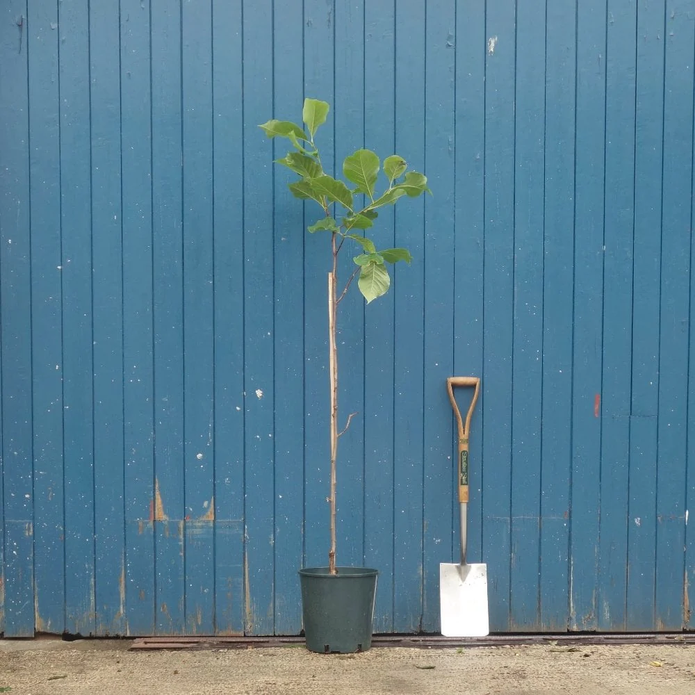 Magnolia 'Sunsation' Tree - Image 3
