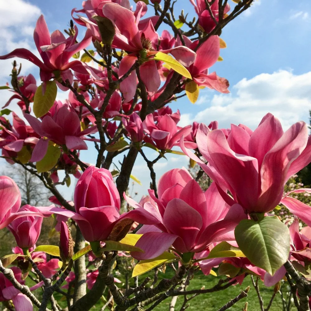 Magnolia 'Vulcan' Tree - Image 2