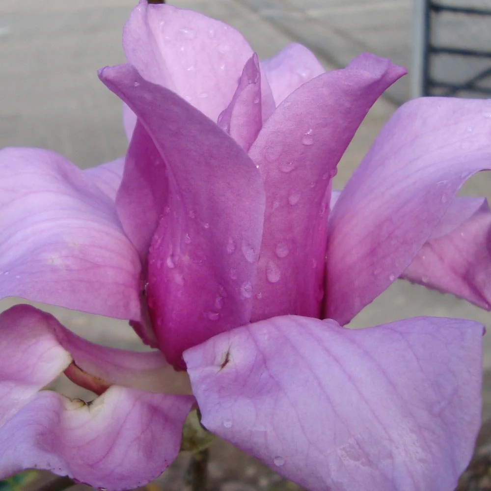Magnolia 'Vulcan' Tree - Image 3