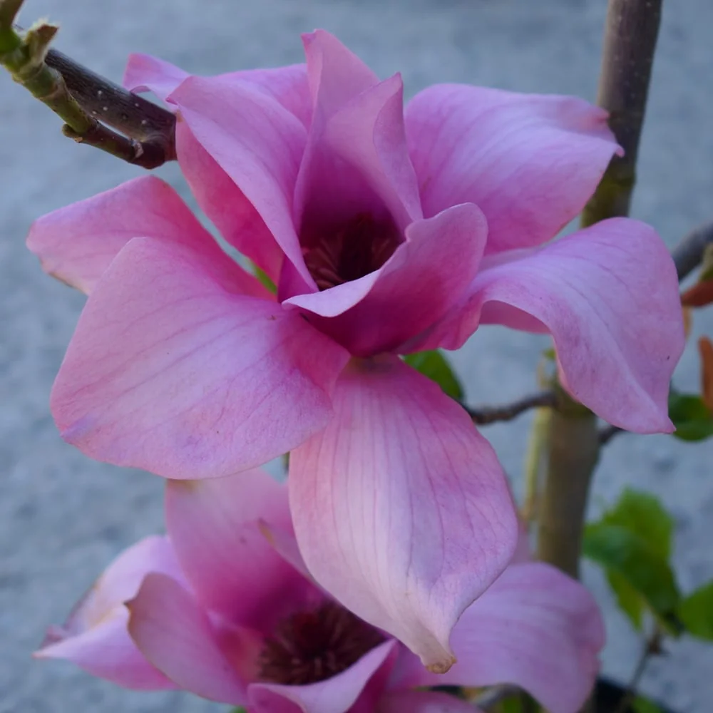 Magnolia 'Vulcan' Tree - Image 4