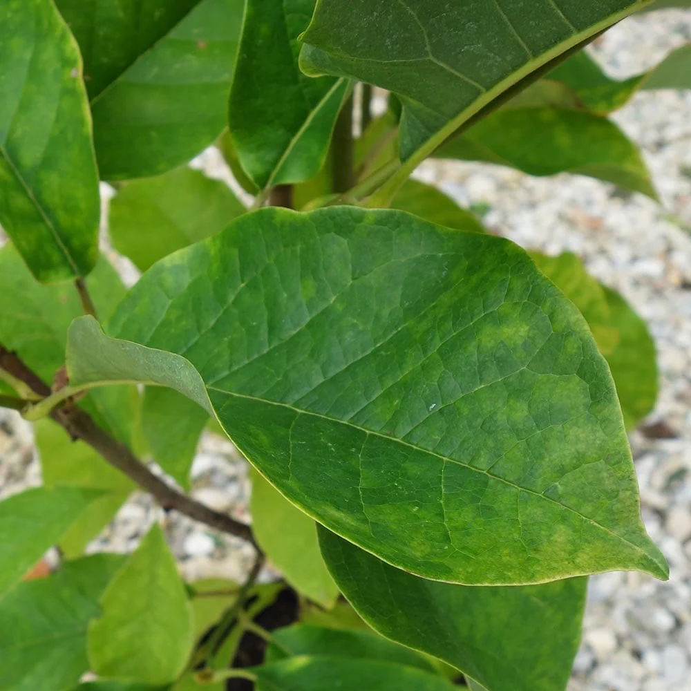 Magnolia 'Vulcan' Tree - Image 5
