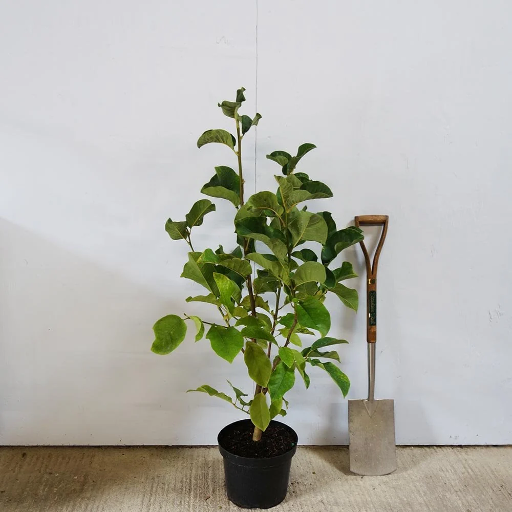 Magnolia 'Vulcan' Tree - Image 7