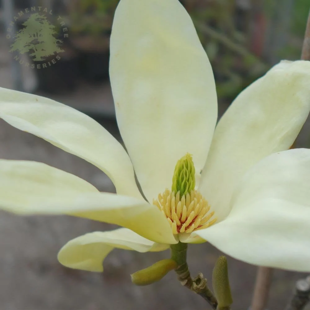 Magnolia x brooklynensis 'Elizabeth' Tree - Image 3