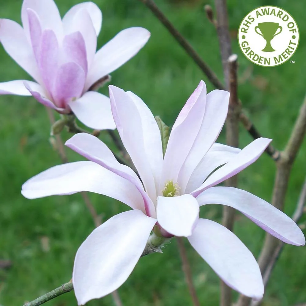 Magnolia x loebneri 'Leonard Messel' Tree