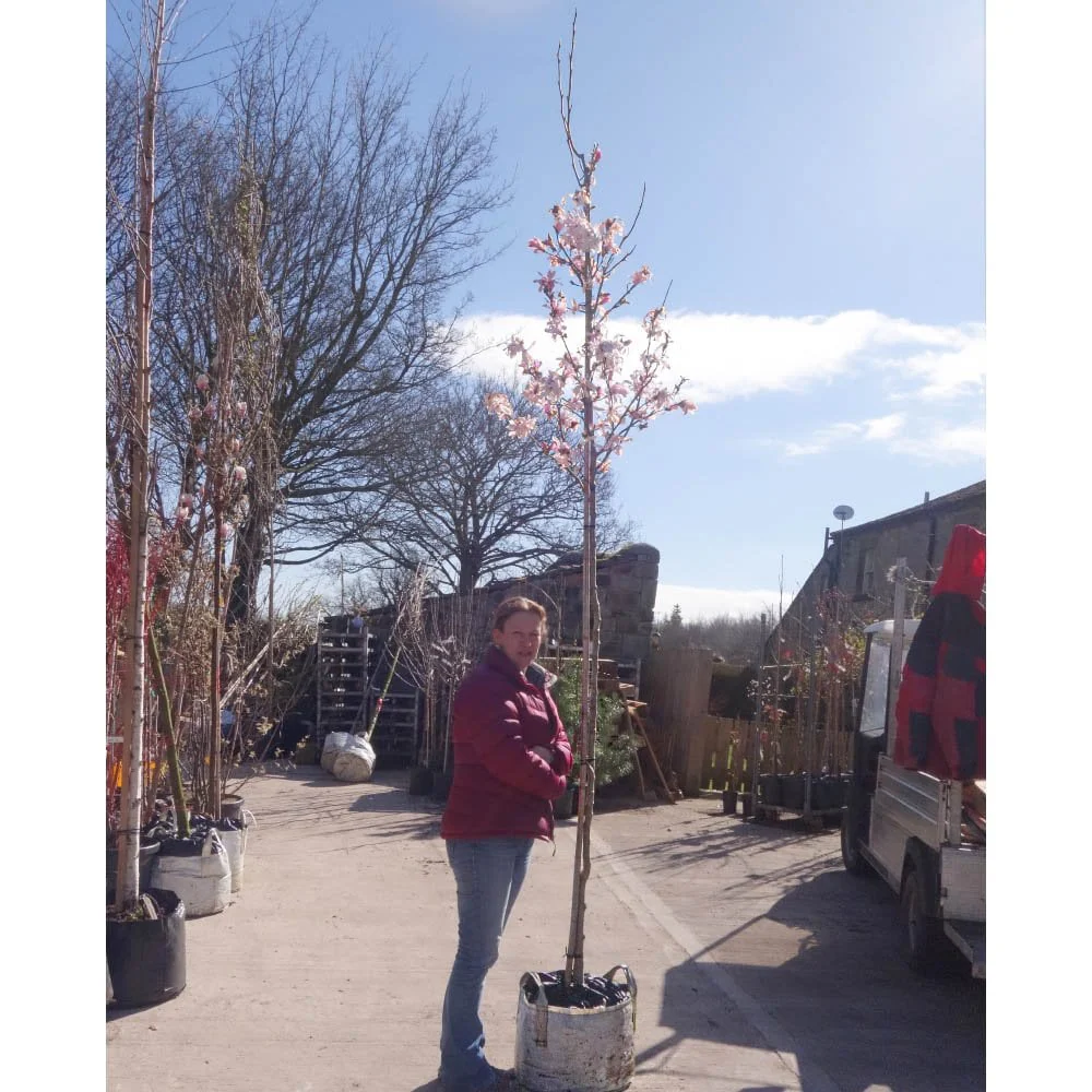 Magnolia x loebneri 'Leonard Messel' Tree - Image 6