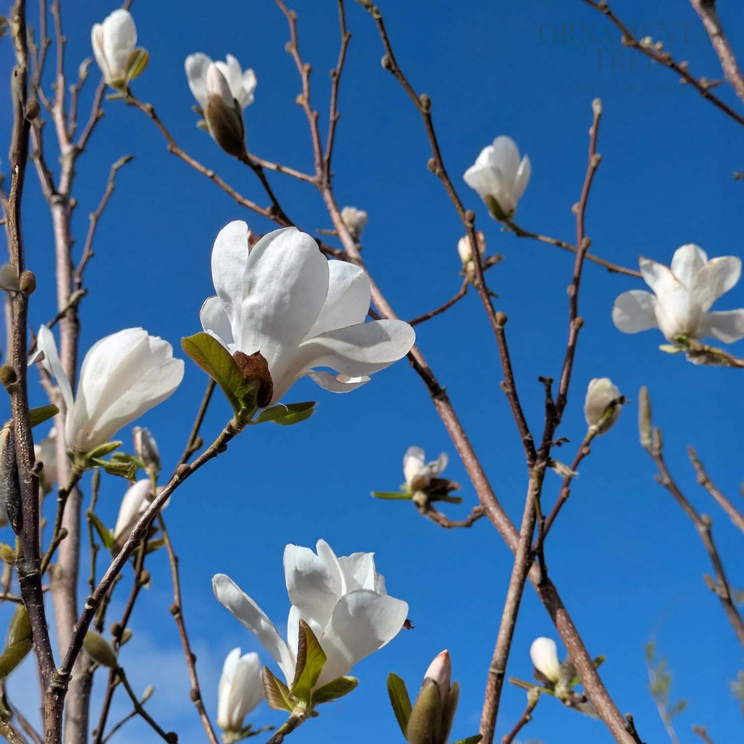 Magnolia x loebneri 'Merrill' Tree