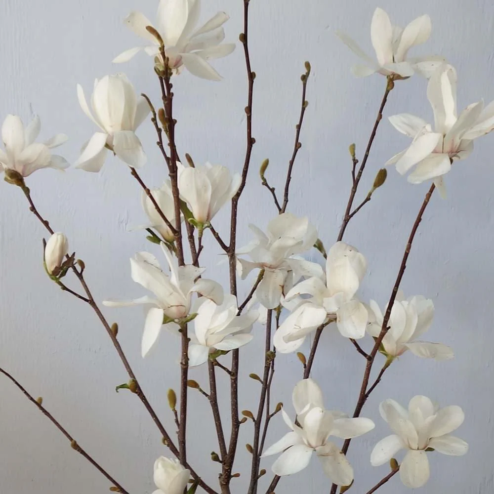 Magnolia x loebneri 'Merrill' Tree - Image 2