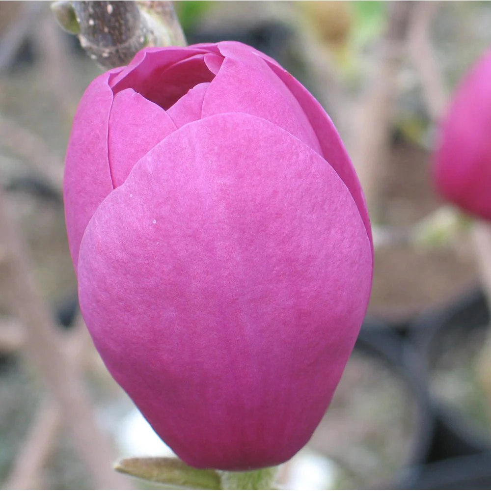 Magnolia x soulangeana 'Black Tulip' Tree - Image 2