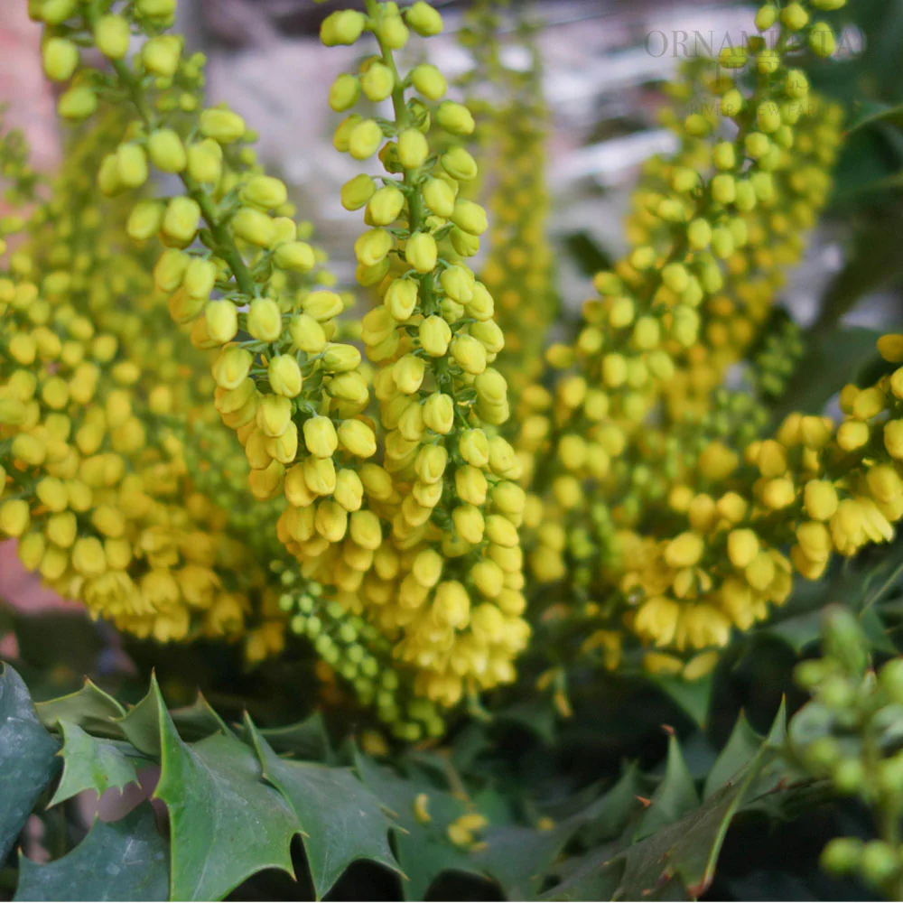 Mahonia × media 'Winter Sun' - Image 3