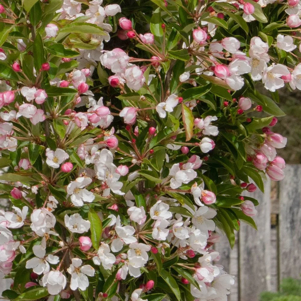 Malus 'Admiration' Tree