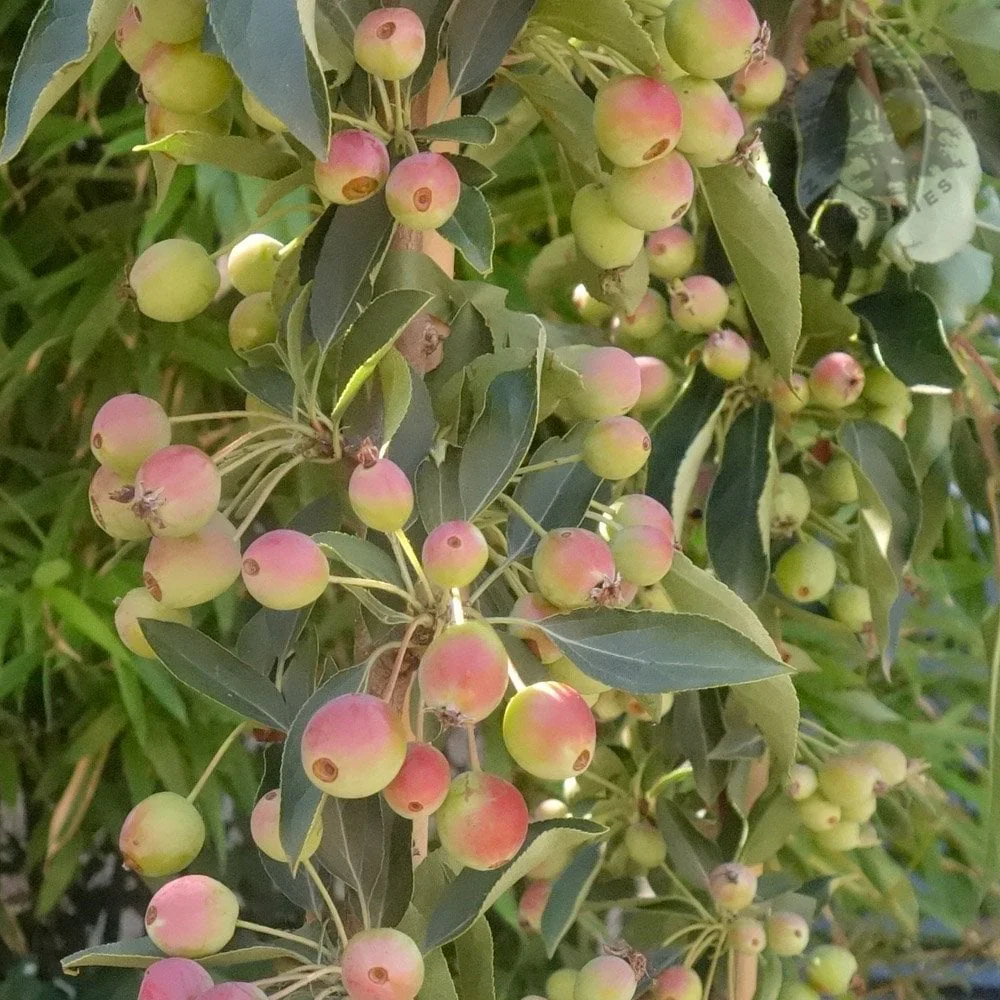 Malus 'Admiration' Tree - Image 2