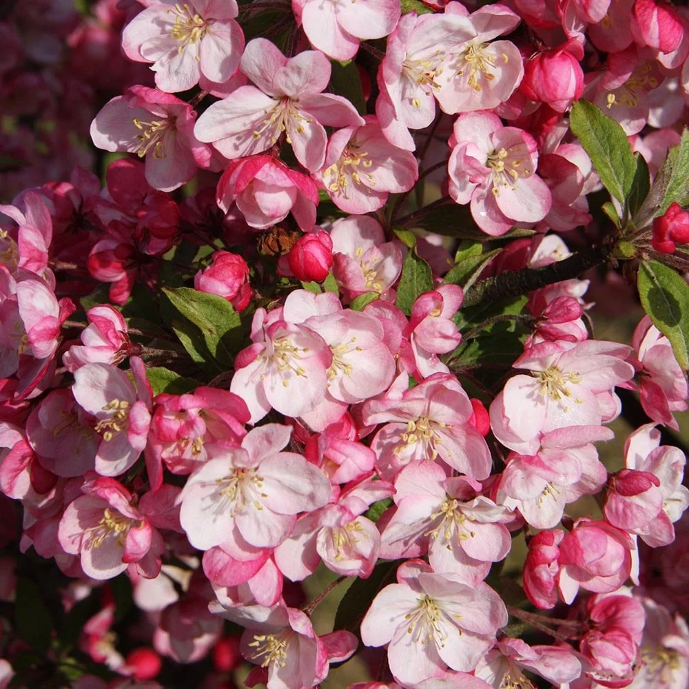 Malus 'Coralburst' Tree