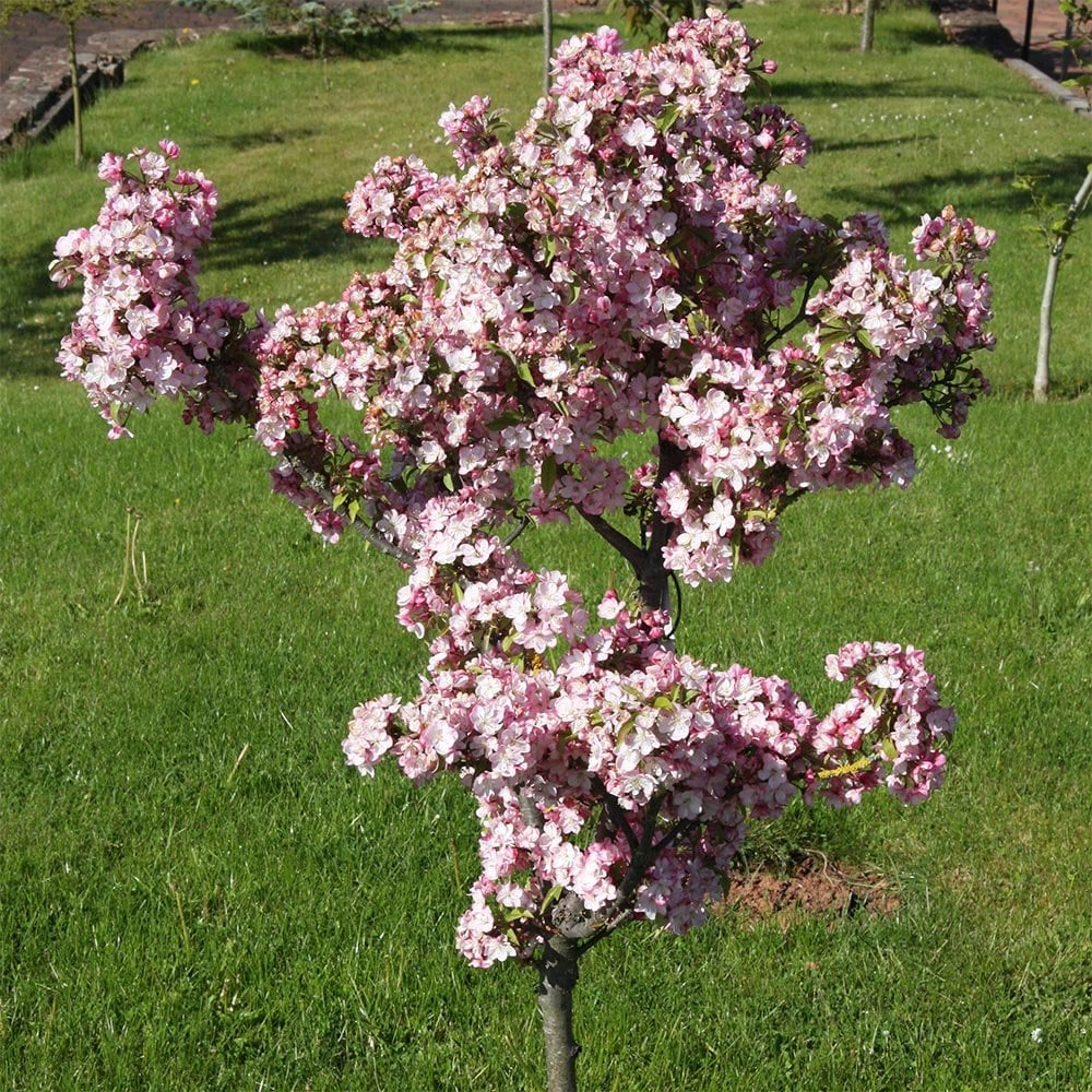 Malus 'Coralburst' Tree - Image 2