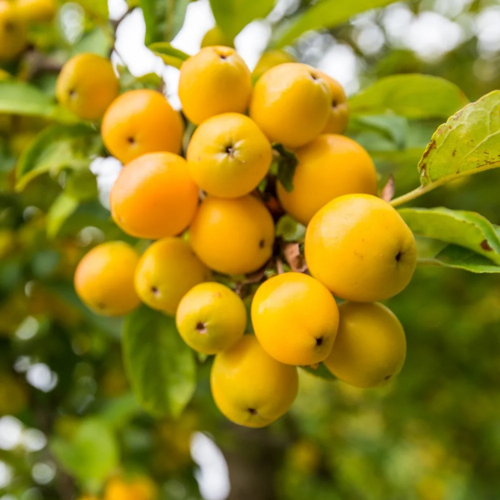 Malus 'Golden Hornet' Tree