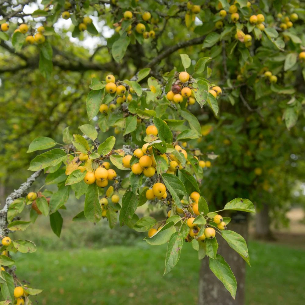 Malus 'Golden Hornet' Tree - Image 2