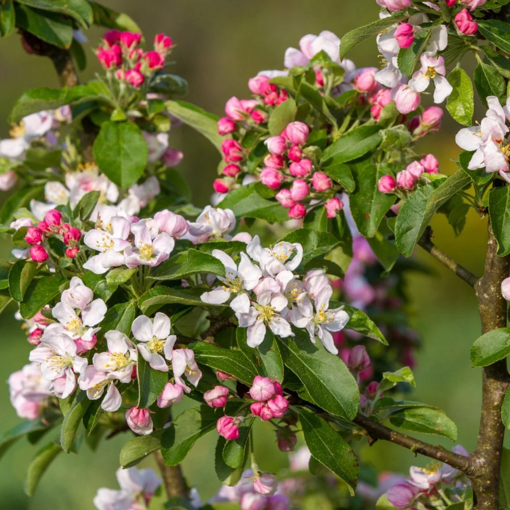 Malus 'Golden Hornet' Tree - Image 3