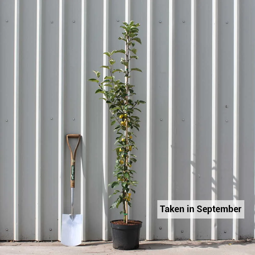 Malus 'Golden Hornet' Tree - Image 4