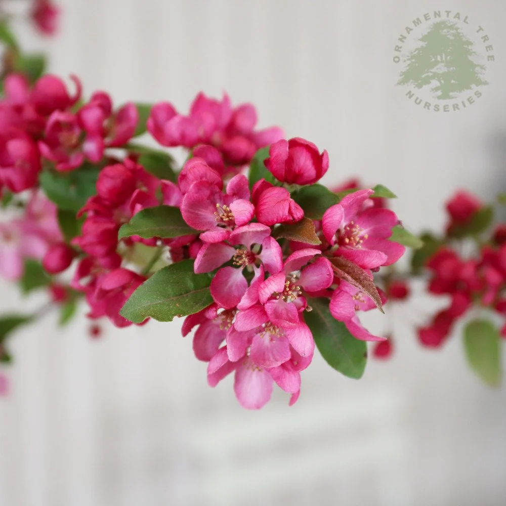 Malus 'Indian Magic' Tree - Image 2