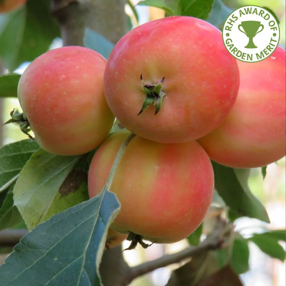 Malus 'Jelly King' Tree - Image 2