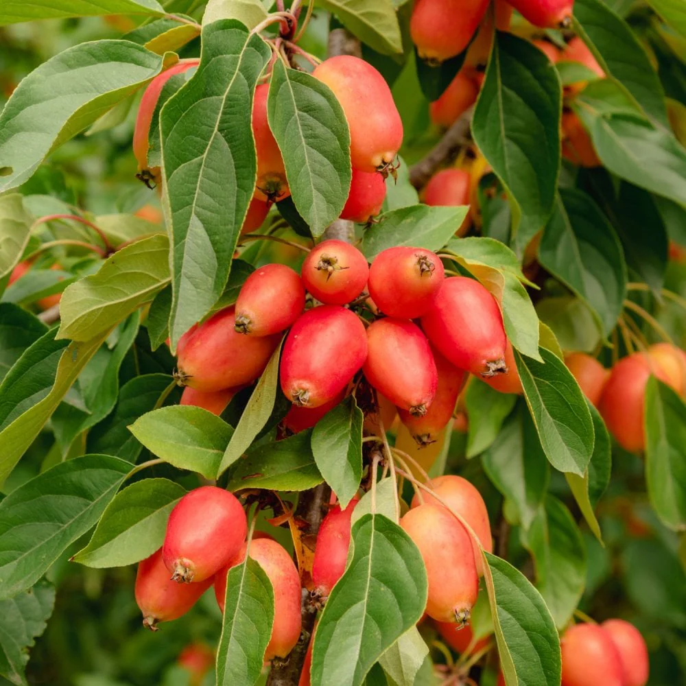 Malus 'John Downie' Tree