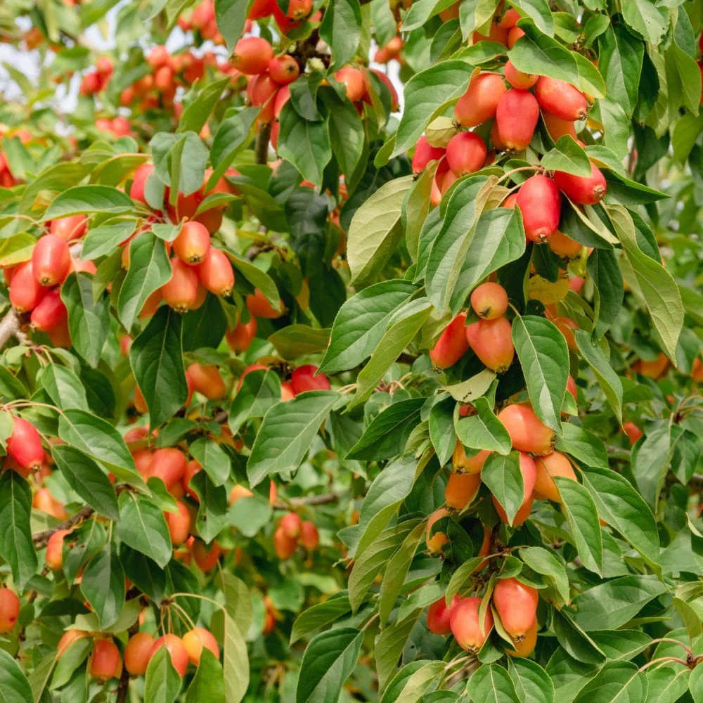 Malus 'John Downie' Tree - Image 2