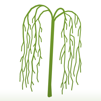 Malus 'Louisa' Tree - Image 3