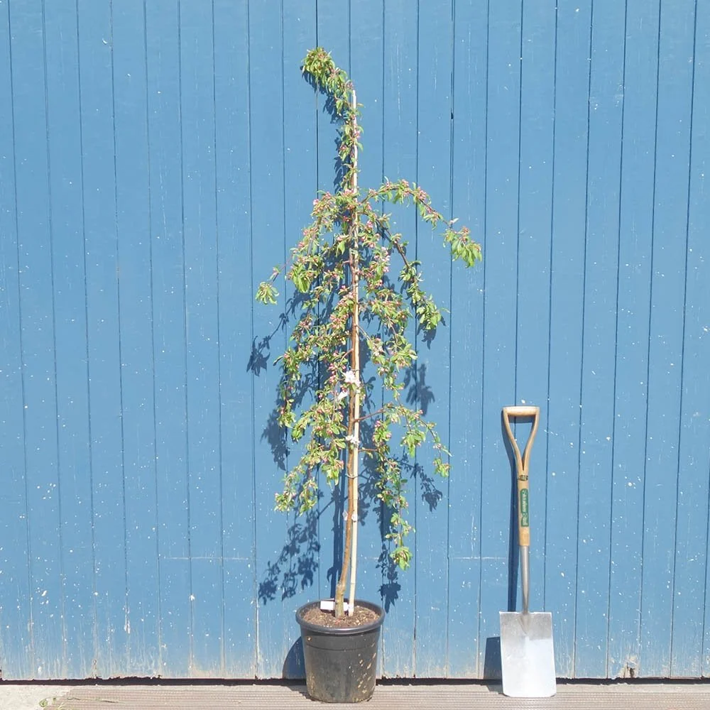 Malus 'Molten Lava' Tree - Image 4