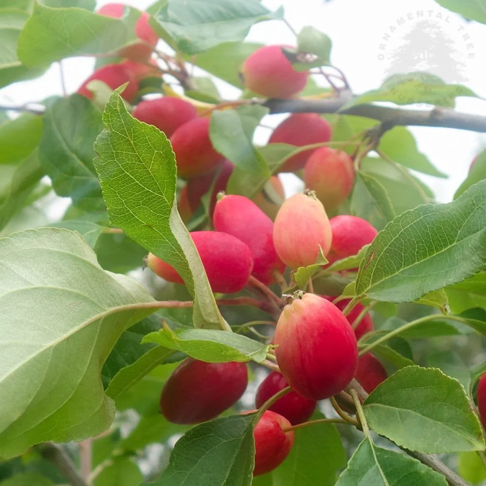 Malus 'Pink Glow' Tree