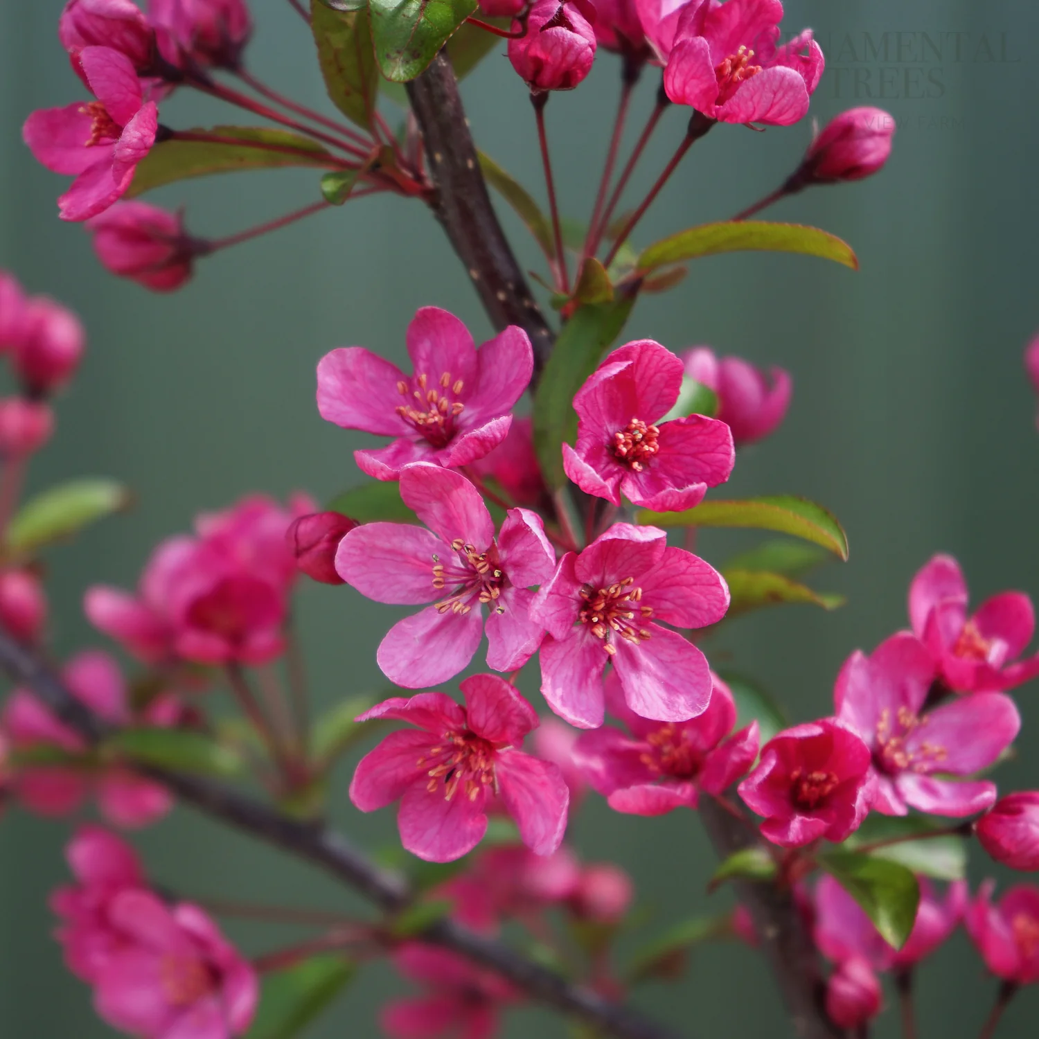 Malus 'Prairifire' Tree